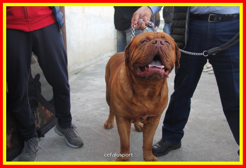 180311 mostra_canina 209.jpg